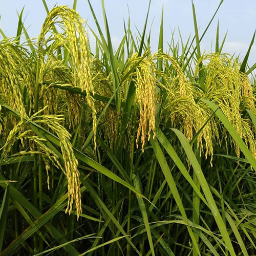JKRH 2609<br><h2 class="aaa">Long slender gain having good cooking quality hybrid</h2>