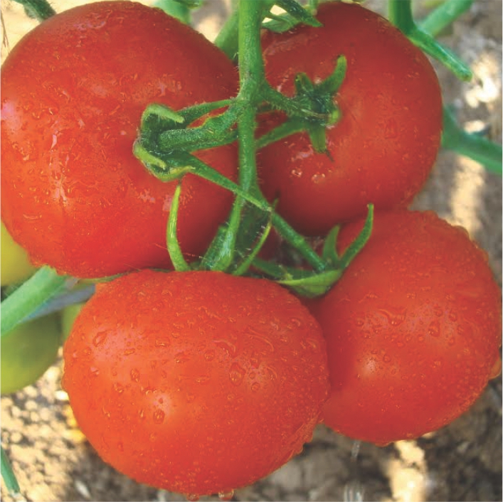 JK RATAN<br><h2 class="aaa">Very high uniform fruit wt. over picking and TLCV tolerant hybrid.</h2>