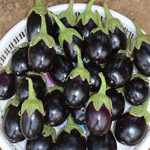 JK KAJAL<br><h2 class="aaa">High size retention up to 120 g fruit wt.</h2>