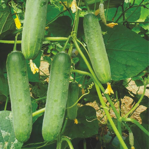 JK URMI<br><h2 class="aaa">Dark green soft skin, excellent fruit setting under high heat set</h2>