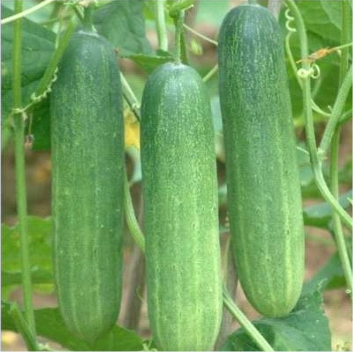JK FAIRY<br><h2 class="aaa">Bi-colour early maturity at 40 DAYS</h2>