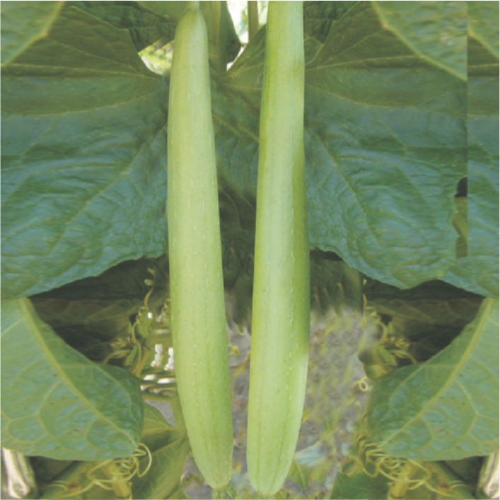 JK LUBANA<br><h2 class="aaa">White seeded fruit with high tenderness</h2>