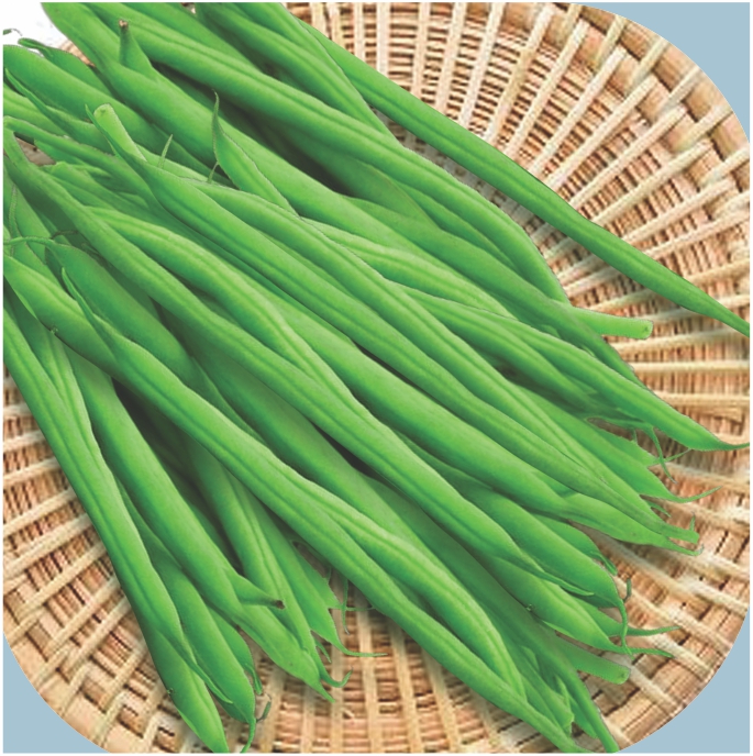 JK MUSKAN<br><h2 class="aaa">Attractive green pod colour in pole beans</h2>