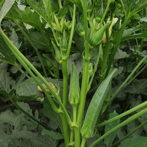 JKOH 6166<br><h2 class="aaa">Delayed in pod fibre development (2-3days)</h2>