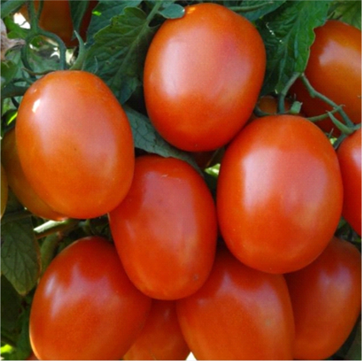 JKTH 533<br><h2 class="aaa">TLCV and heat tolerant oval type hybrid suitable for summer</h2>