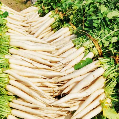 JK MINU<br><h2 class="aaa">High uniform root with good field holding capacity</h2>