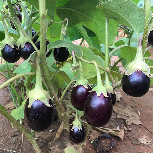 JK INDRA<br><h2 class="aaa">High glossy with dark purple to pinkish fruit Chu-chu type hybrid</h2>