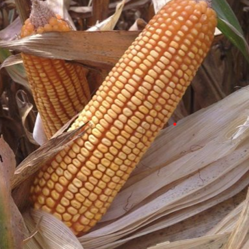 JKMH4222<br><h2 class="aaa">Tolerant to MLB moderately tolerant with TLB</h2>